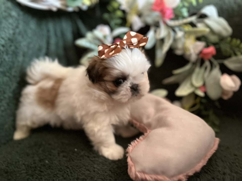 Prelepi Shih Tzu štenci