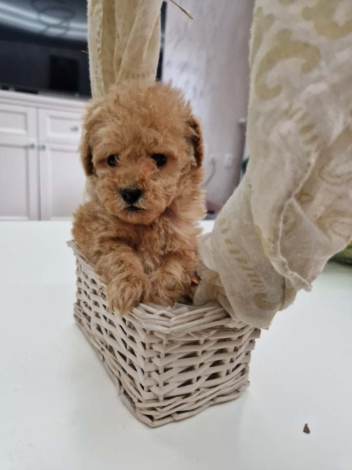 Toy pudle maleni mečići