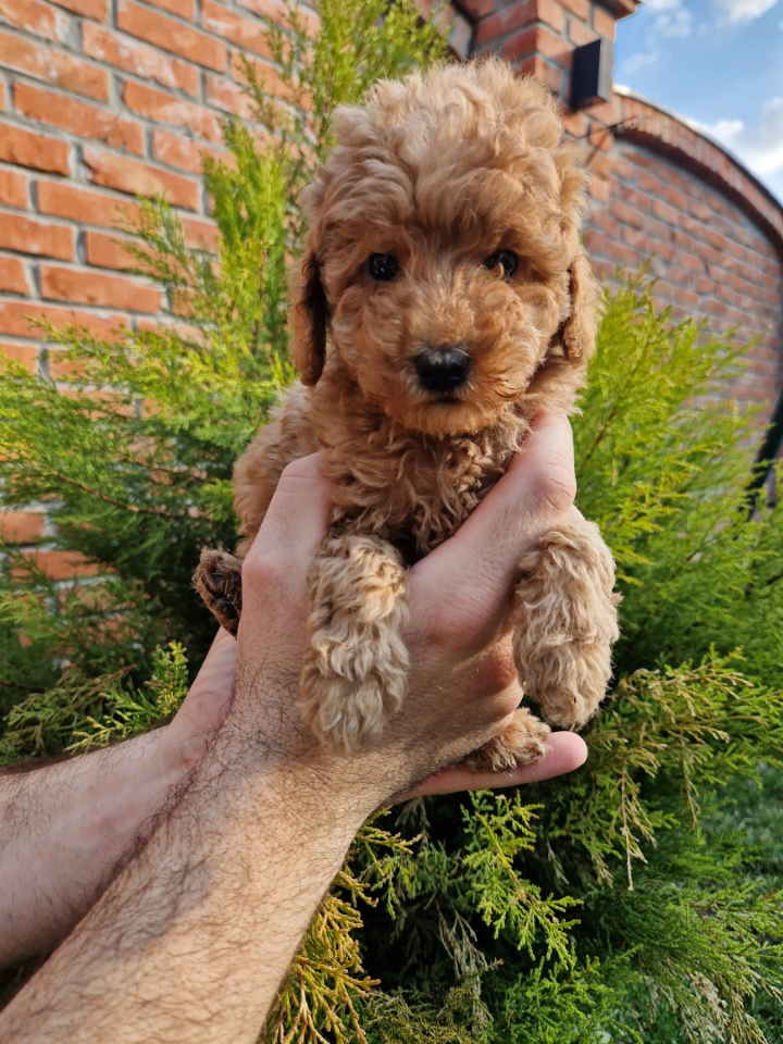 Toy pudle maleni mečići