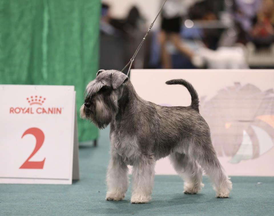 Patuljasti ŠNAUCERI biber so