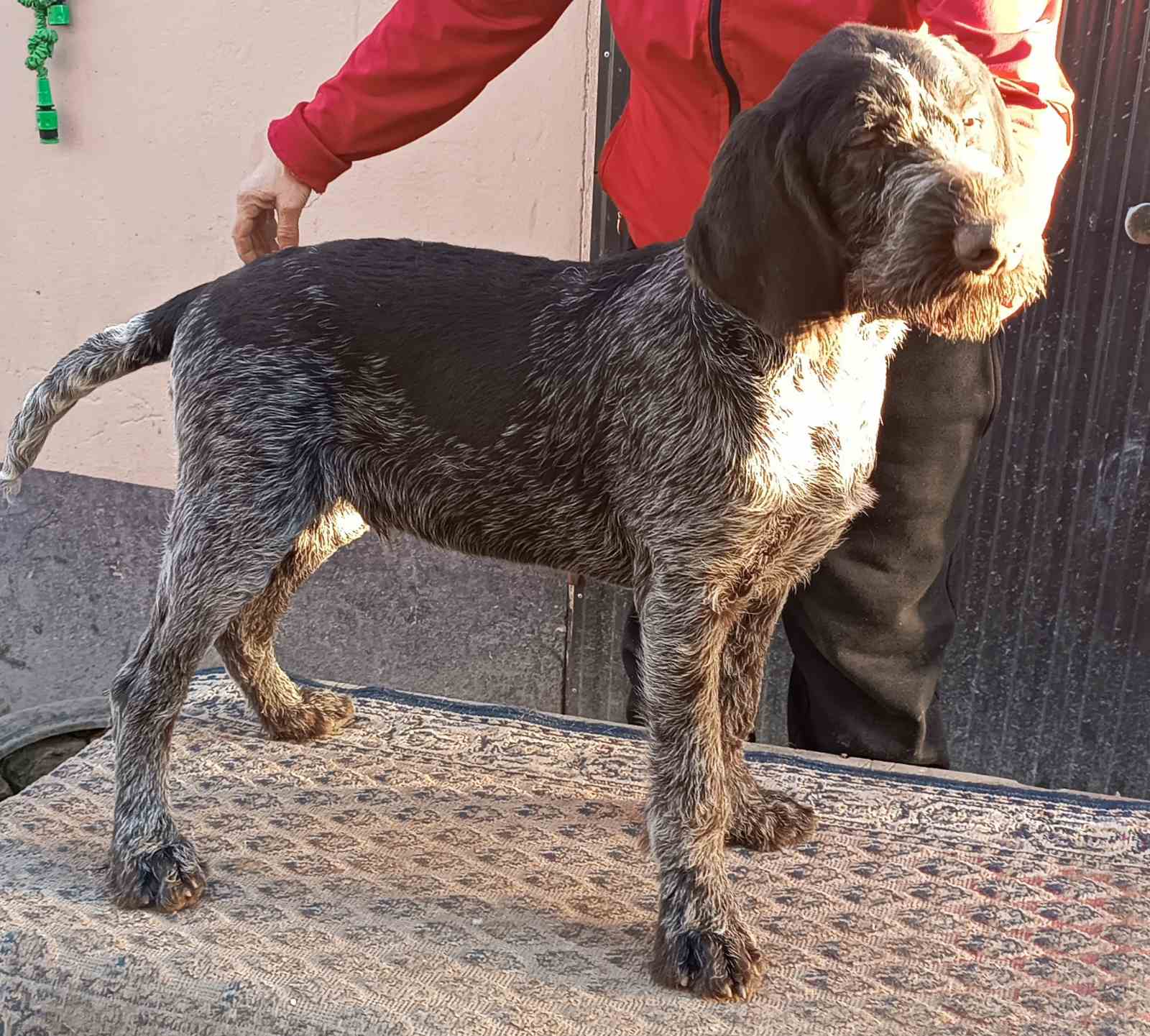 Nemački oštrodlaki ptičar