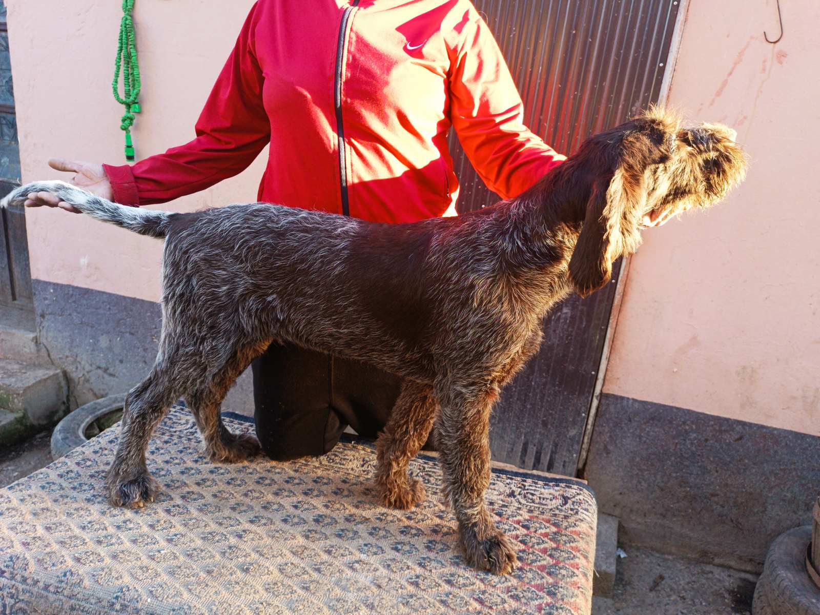 Nemački oštrodlaki ptičar