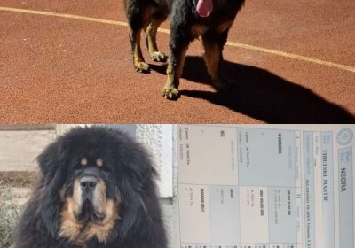 viber-slika-2026-02-28-19-33-53-856