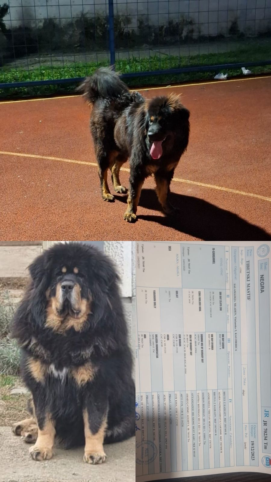 Štenad Tibetanskog Mastifa