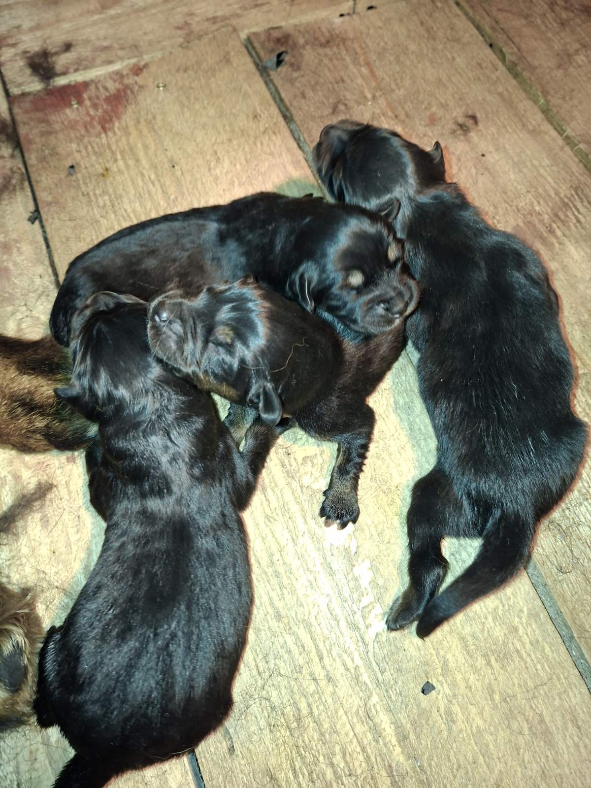 Štenad Tibetanskog Mastifa