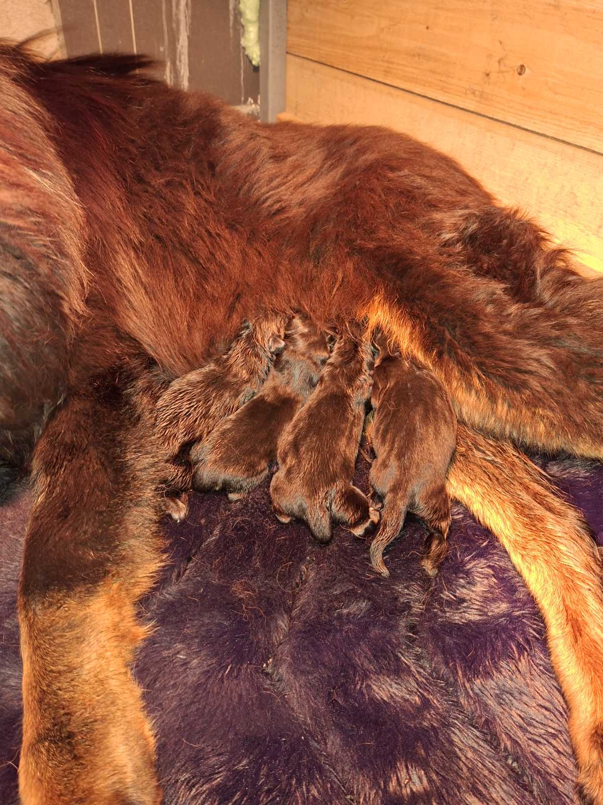 Štenad Tibetanskog Mastifa