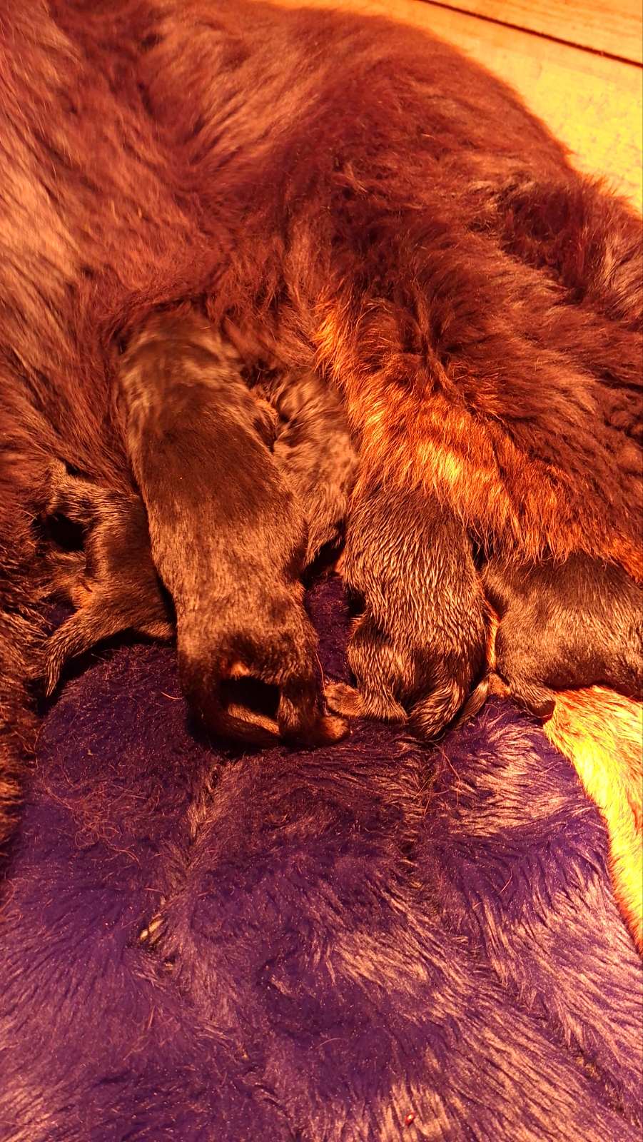 Štenad Tibetanskog Mastifa