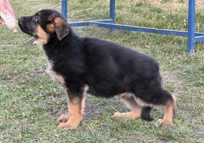 1-nemacki-ovcar-BS0326