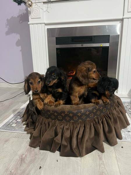 Dugodlaki patuljasti jazavičar