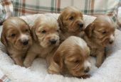 Štenci engleskog koker spanije
