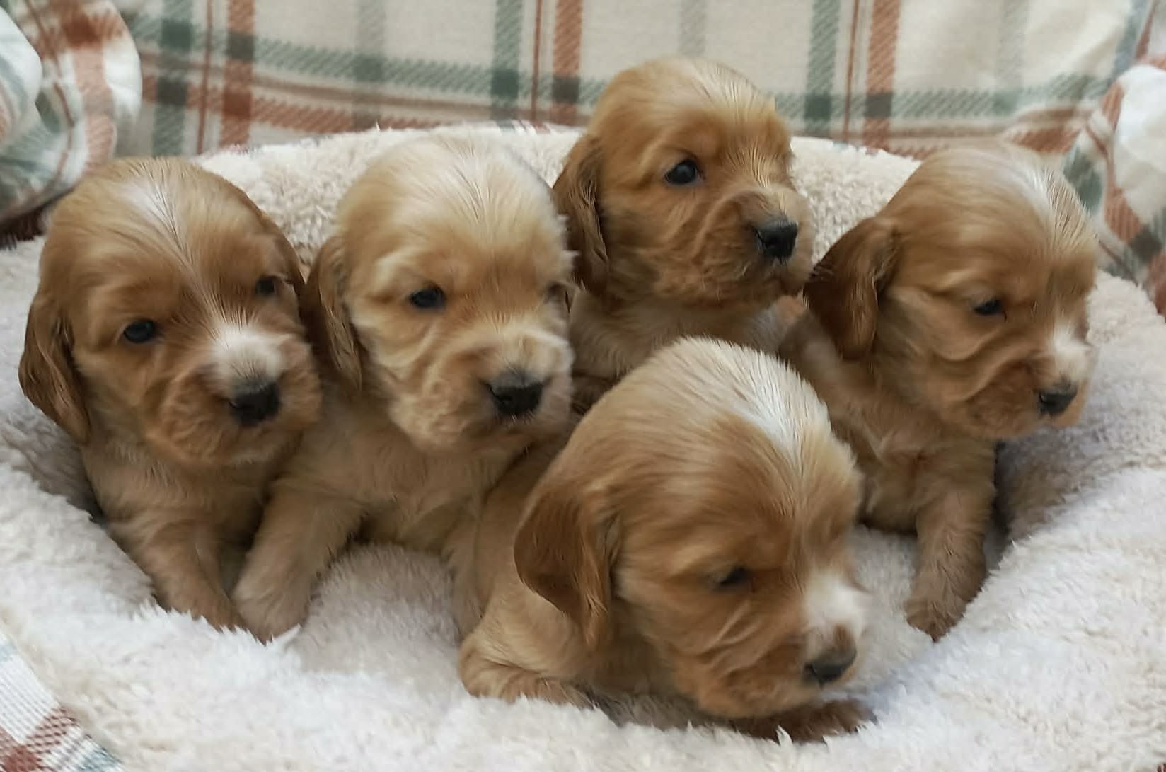 Štenci engleskog koker spanije