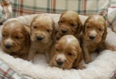 Štenci engleskog koker spanije