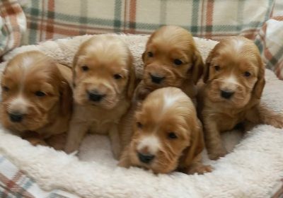 1b7914af-ea23-4881-b9e0-d9c8a7797f3c