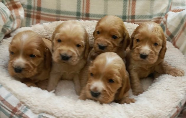 Štenci engleskog koker spanije