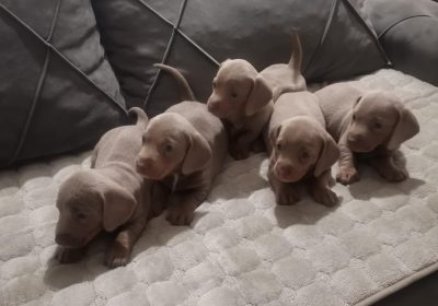 1c9bf7c5-8cc4-46e2-86c9-92c60c7691dc