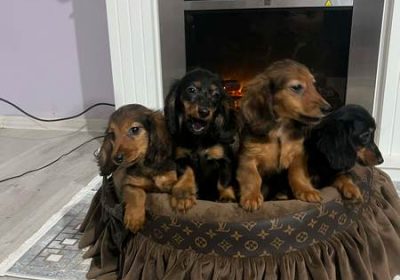 1e12a339-30a8-4504-a83c-78e971854843