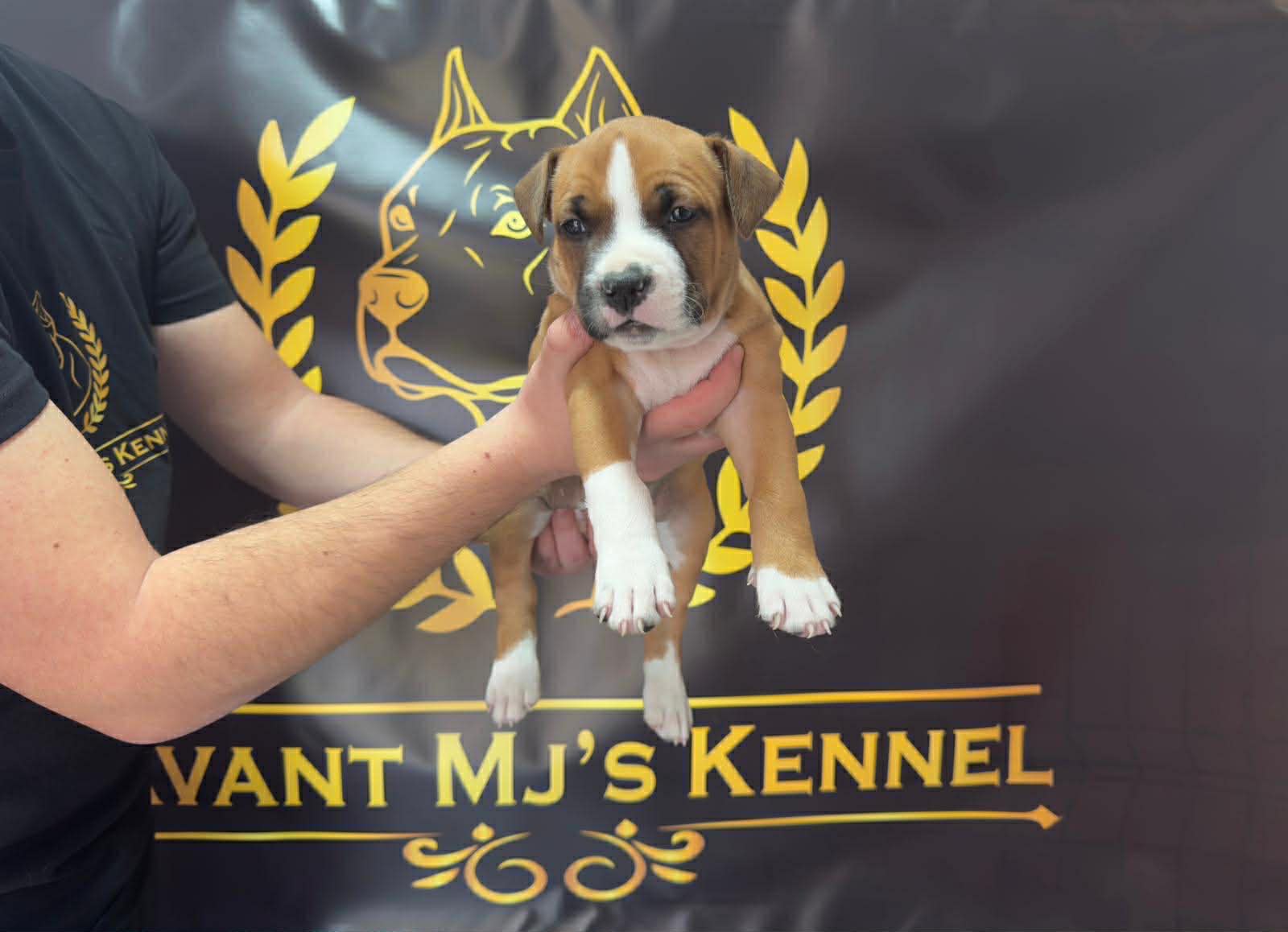 Američki Stafordski Terijer