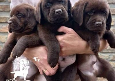 2f9d73f4-3a95-4ccf-a16c-d8d36e60a615