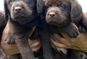 Labrador Retriver štenci, čoko