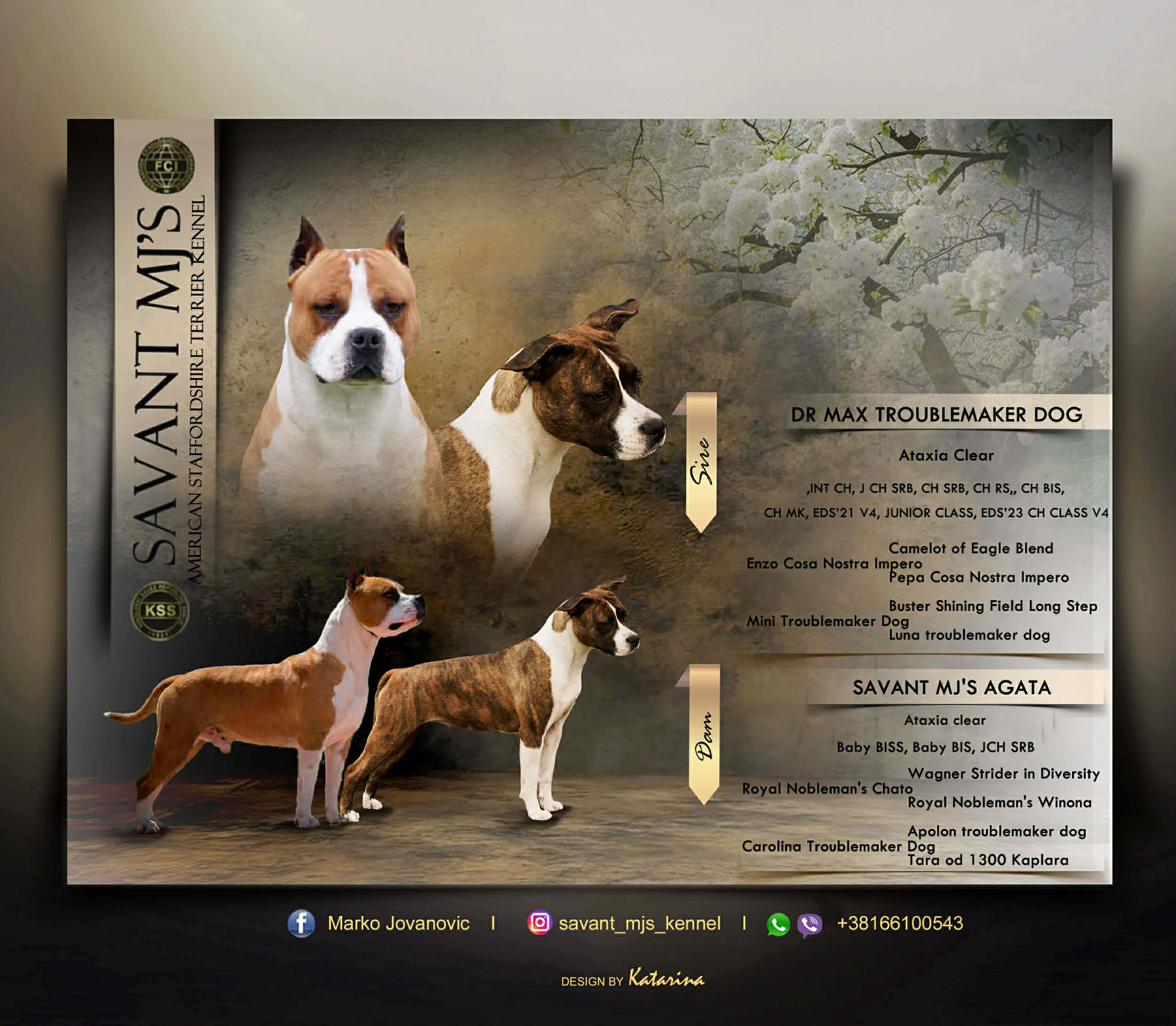 Američki Stafordski Terijer