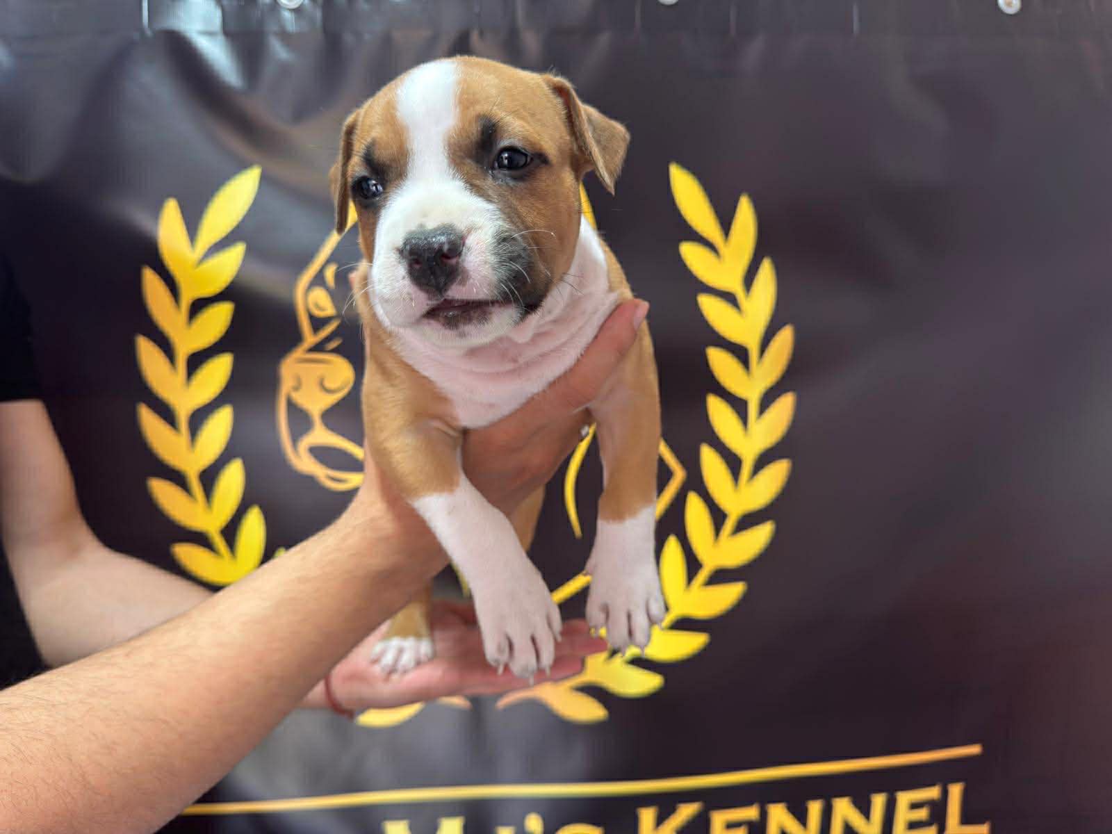 Američki Stafordski Terijer