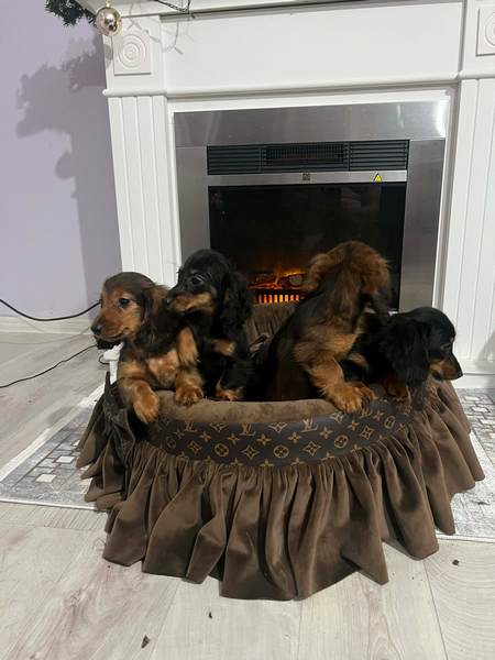 Dugodlaki patuljasti jazavičar