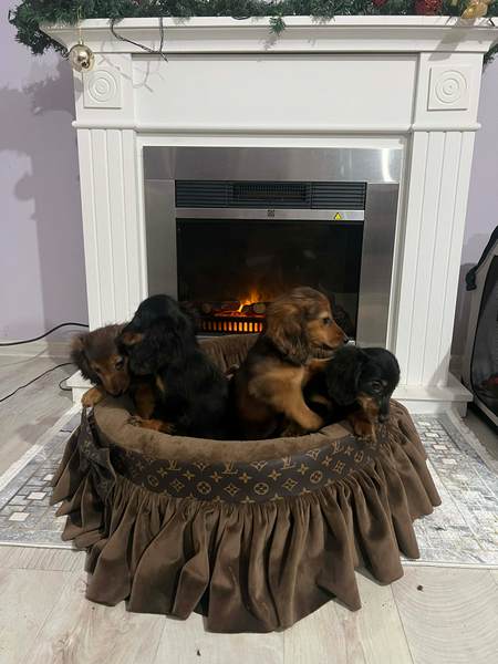 Dugodlaki patuljasti jazavičar