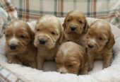 Štenci engleskog koker spanije
