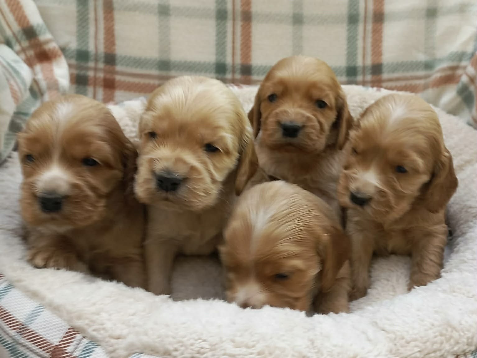 Štenci engleskog koker spanije