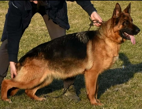 Štenci NEMAČKOG ovčara