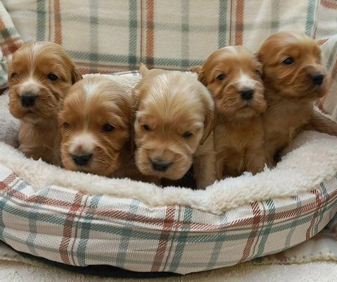 Štenci engleskog koker spanije