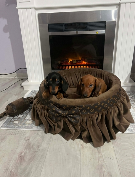 Patuljasti jazavičari kratkodl