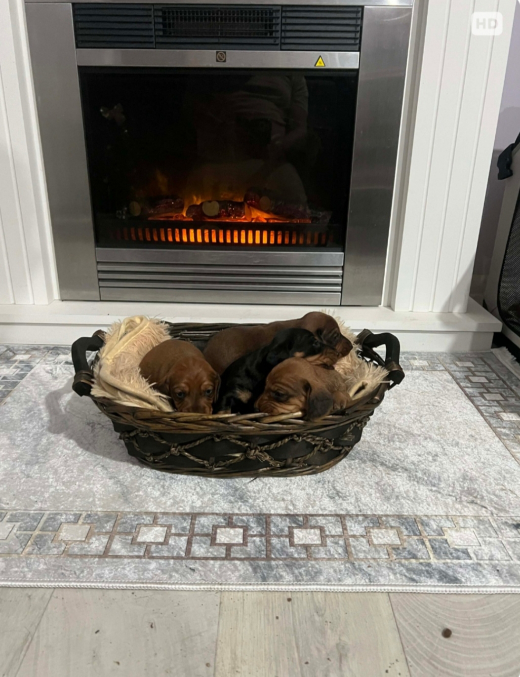 Patuljasti jazavičari kratkodl