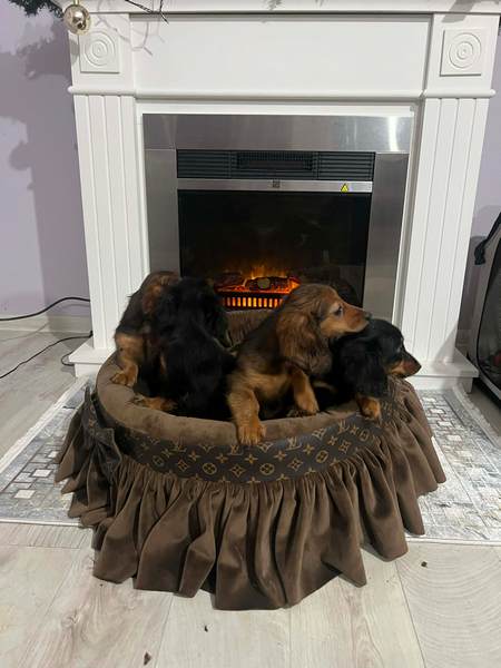 Dugodlaki patuljasti jazavičar