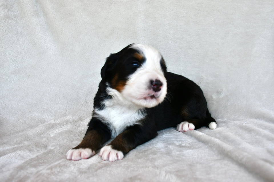 Bernski planinski pas