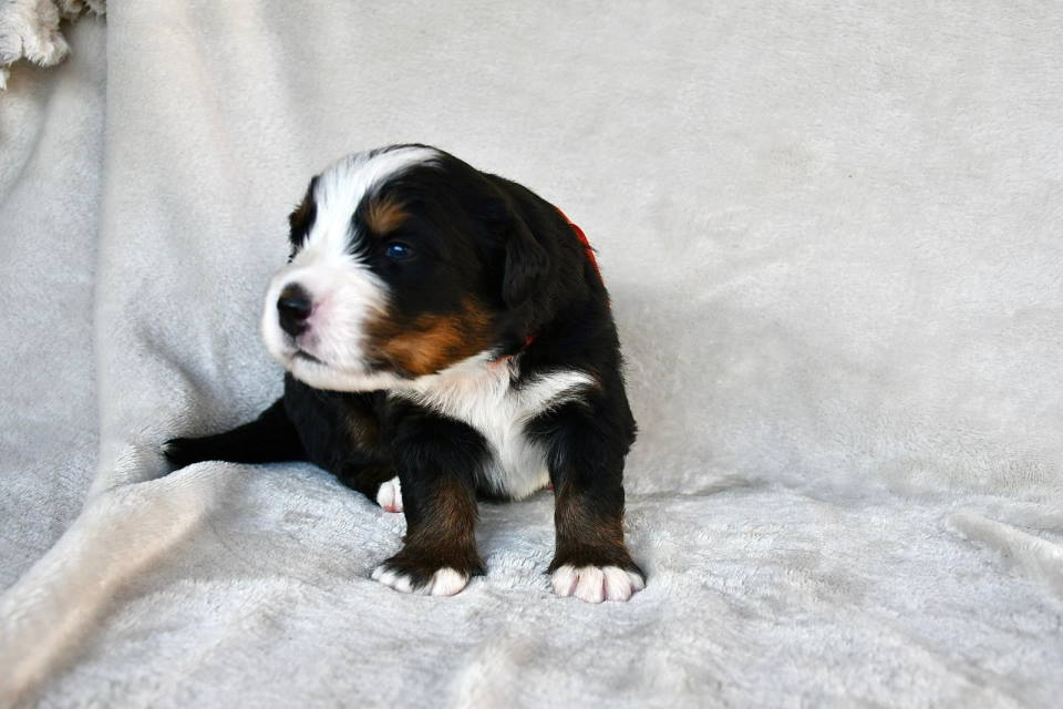 Bernski planinski pas