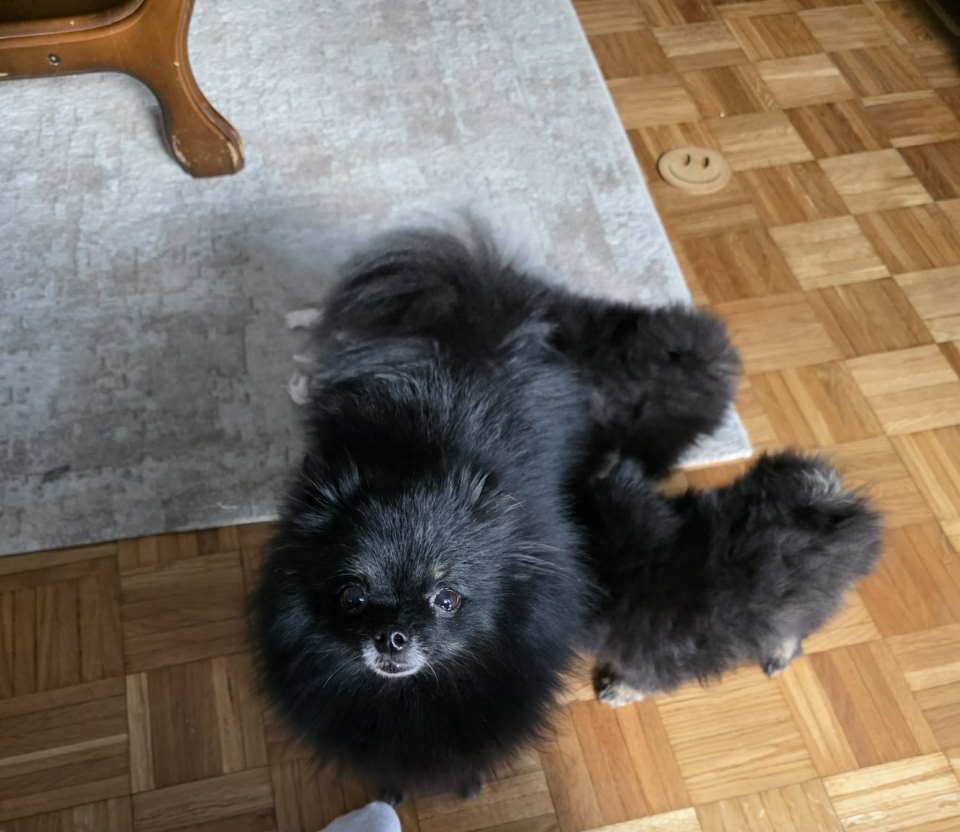 Na prodaju preslatki pomeranci