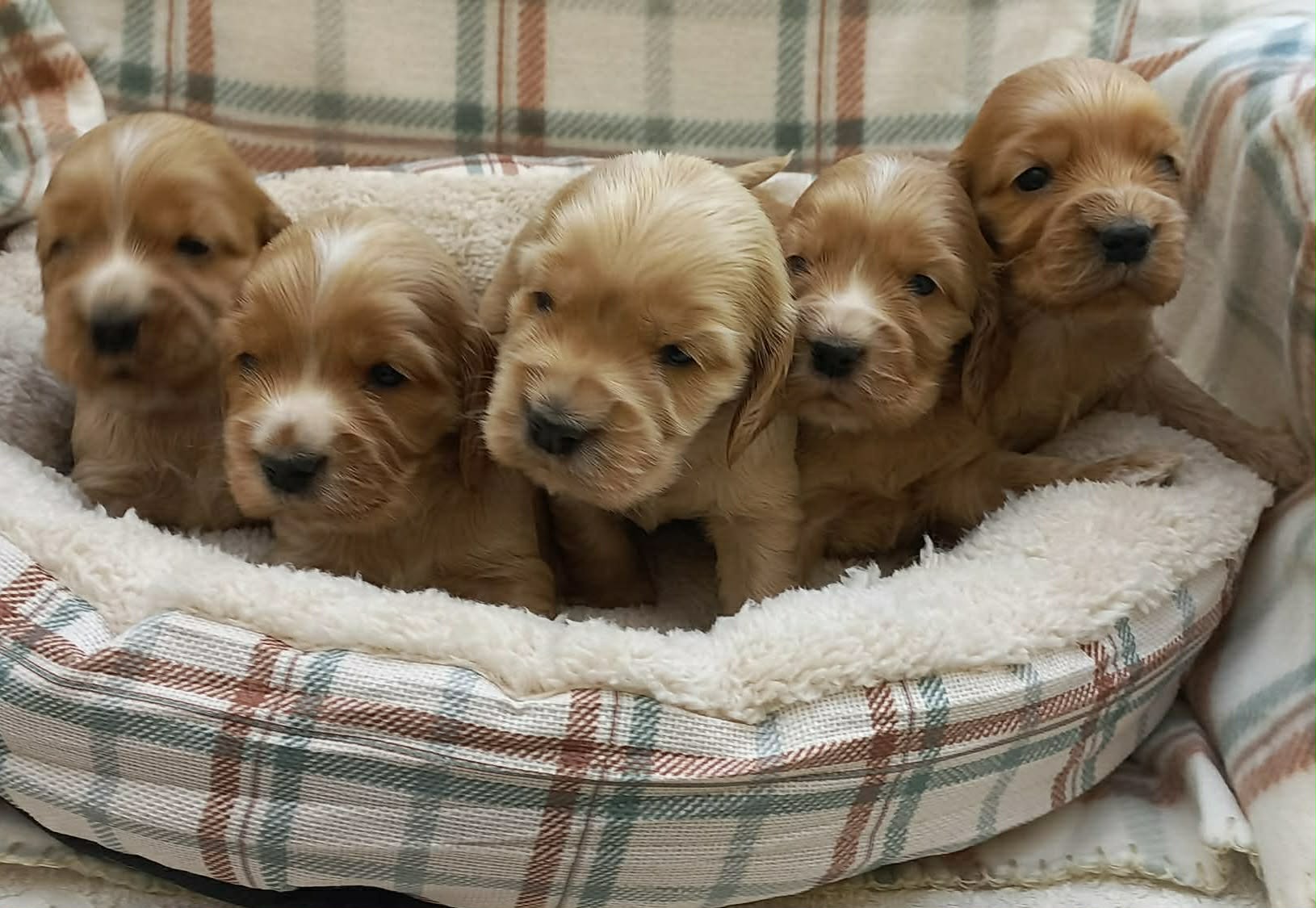 Štenci engleskog koker spanije