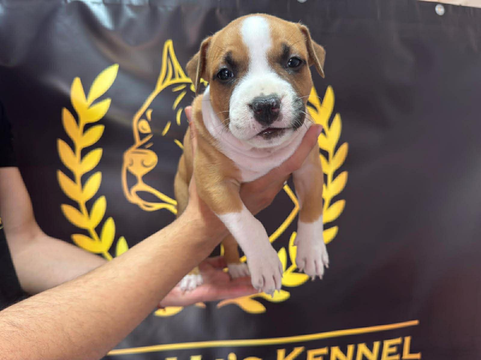 Američki Stafordski Terijer