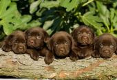 Labrador Retriver štenci, čoko