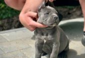 Cane Corso štenci