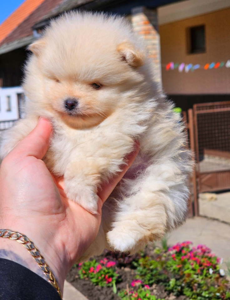 Najlepsi Pomeranci Boo