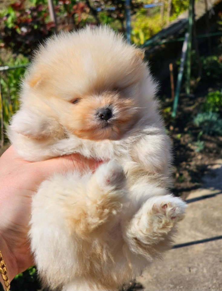 Najlepsi Pomeranci Boo