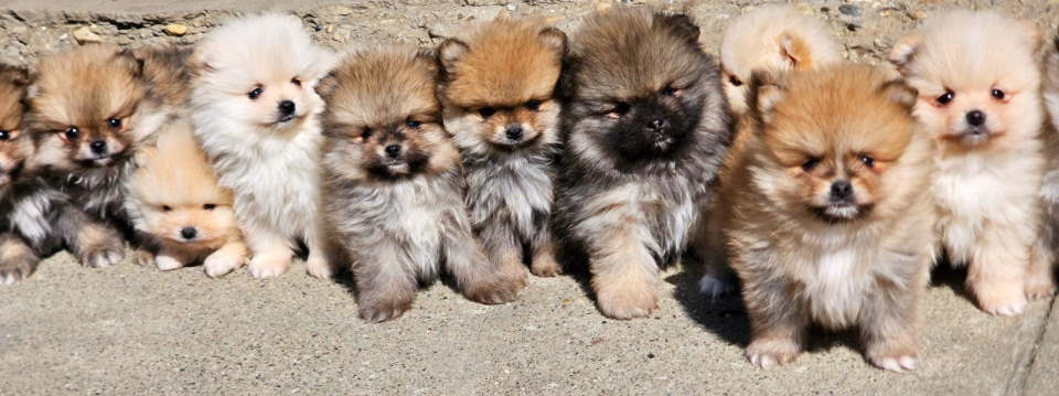 Najlepsi Pomeranci Boo