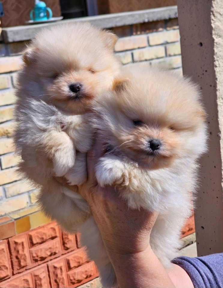 Najlepsi Pomeranci Boo