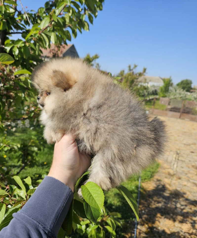 Najlepsi Pomeranci Boo