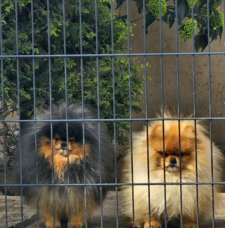 Najlepsi Pomeranci Boo