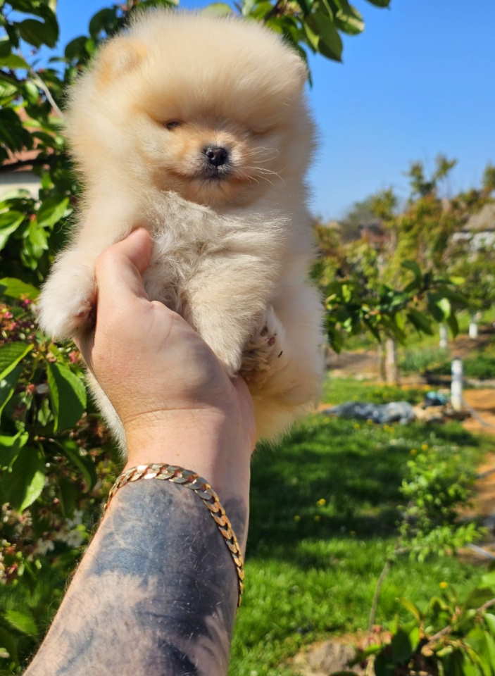 Najlepsi Pomeranci Boo