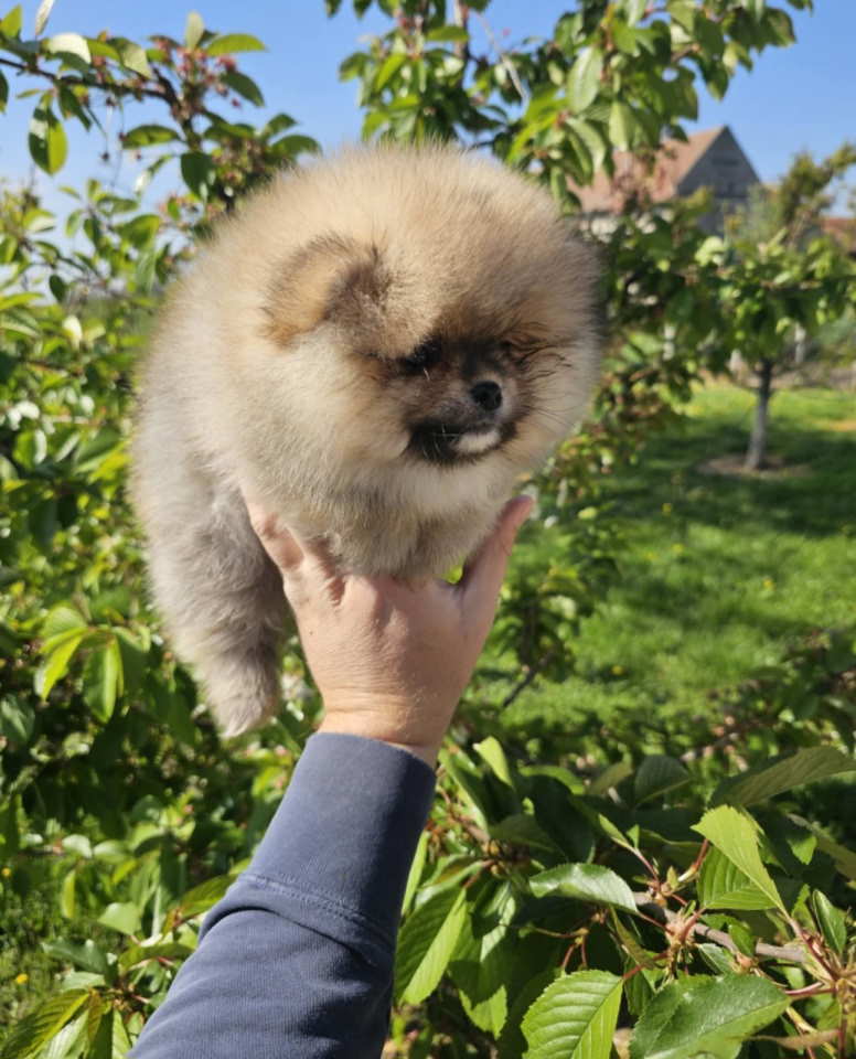 Najlepsi Pomeranci Boo