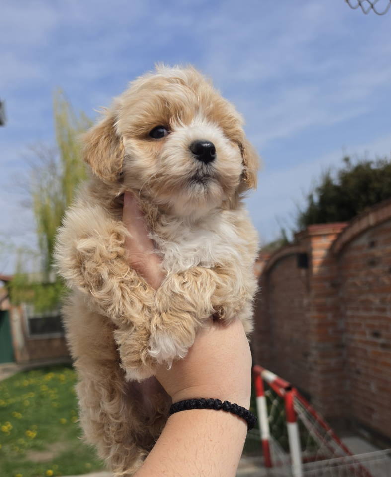Maltipoo stenci